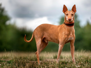 Imagen de Podencos a pelo y a pluma - 1