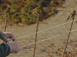 Imagen de Fringílidos en andalucía - 1