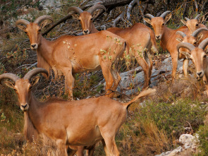 Imagen de El rey de la alta montaña alicantina - 1