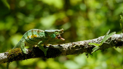 Imagen de Planeta selva - 5