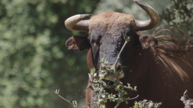 Imagen de Dehesa - 10