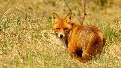 Imagen de Los segundones - 10