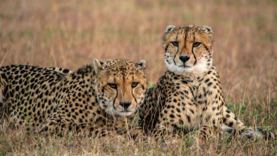 Imagen de Las criaturas secretas de África - 10