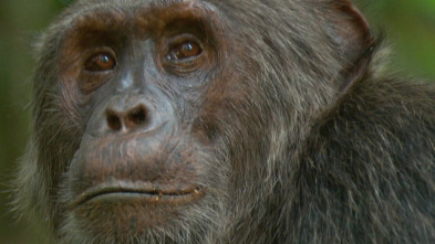 Imagen de Los animales más...: Contra Todo Pronostico - 10