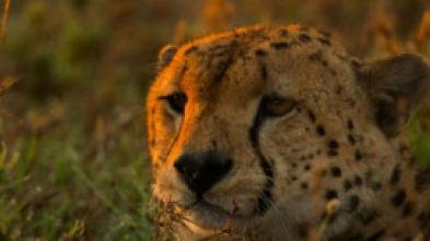 Imagen de Grandes especies de África - 5