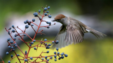 Imagen de Belleza y seducción...: Los lazos invisibles de la seducción - 14