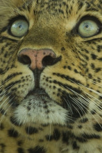 Imagen de El legado de la leoparda - 8
