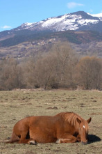 Imagen de ¡Qué animal! (T8): Gestantes - 8