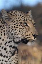 Imagen de La soledad del leopardo - 8