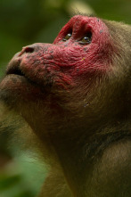 Imagen de Dentro de lo...: Mono Rajan en una misión - 8