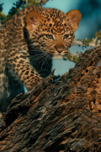 Imagen de Mashatu: tierra de leopardos - 8
