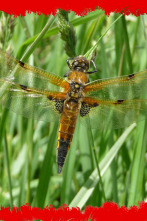 Imagen de Fauna letal  - 8