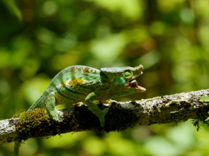Imagen de Planeta selva: Las junglas de la sed. Bosque americano - 2