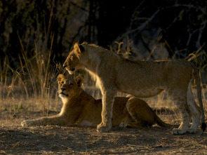 Imagen de Supervivents de la...: Fam animal - 2