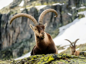 Imagen de Jerte, vida salvaje en el valle de los cerezos - 2