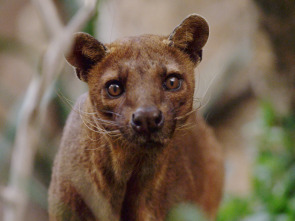 Imagen de Los animales más raros...: Los maestros de la selva - 2