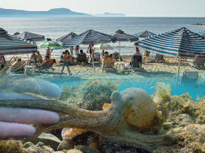 Imagen de La playa, la vida salvaje alrededor de la sombrilla - 2