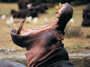 Imagen de Zambia salvaje: Pesos pesados de la naturaleza - 2