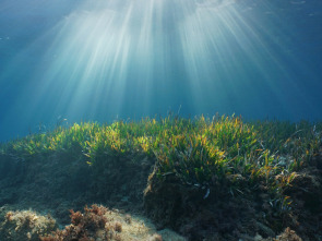 Imagen de Mares supremos: Océanos - 2
