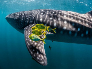 Imagen de Ningaloo. La maravilla...: Conexiones - 2