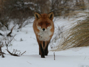 Imagen de Zorros pequeños con una gran personalidad - 2