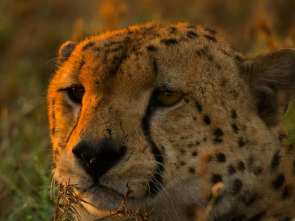 Imagen de Grandes especies de África - 1