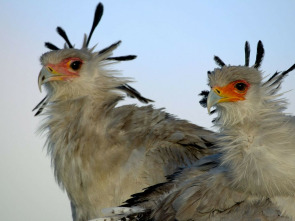 Imagen de Grandes especies de...: Grandes felinos - 2