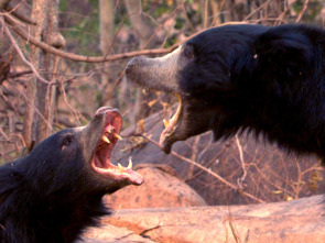 Imagen de Oso perezoso, el nacimiento de un príncipe - 2
