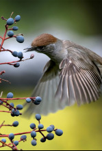 Imagen de Belleza y seducción...: Los lazos invisibles de la seducción - 12