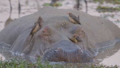 Imagen de Zambia salvaje  - 11