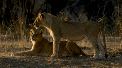 Imagen de Supervivientes de la naturaleza  - 11