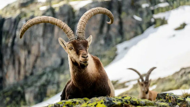 Imagen de Jerte, vida salvaje en el valle de los cerezos - 11