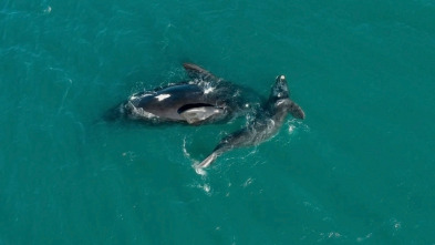 Imagen de Wild LATAM: El Amazonas - 4