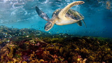 Imagen de Mediterráneo: un mar...: Envejecer y renacer - 11