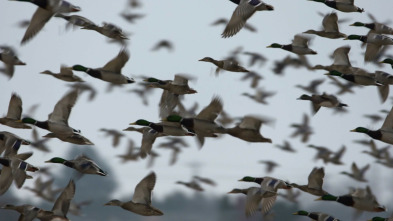 Imagen de ¡Qué animal! (T6): Tiempo - 11