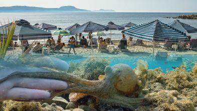 Imagen de La playa, la vida salvaje alrededor de la sombrilla - 11