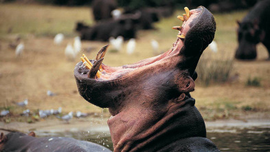 Imagen de Zambia salvaje: Pesos pesados de la naturaleza - 11