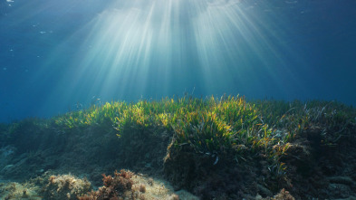 Imagen de Mares supremos  - 11