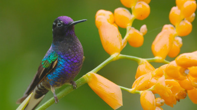 Imagen de Ecuador en la cima de la biodiversidad  - 11