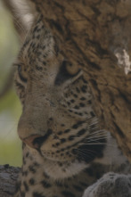 Imagen de Zambia salvaje  - 9