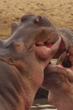 Imagen de Cuentos de Zambia: Chilema y su hermano - 9