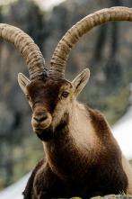 Imagen de Jerte, vida salvaje en el valle de los cerezos - 9