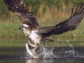 Imagen de Wild Escocia: Las Tierras Altas - 2