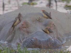 Imagen de Zambia salvaje  - 3