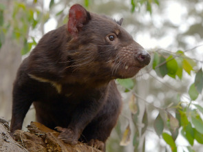 Imagen de La vida secreta del demonio de Tasmania - 1