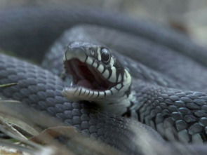 Imagen de Biebzra - el Amazonas europeo - 3