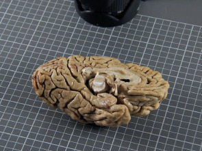 Imagen de El cerebro de Caín: Ep.1 - 3