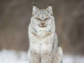Imagen de El año de la naturaleza canadiense - 2