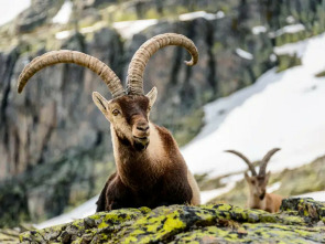Imagen de Jerte, vida salvaje en el valle de los cerezos - 3