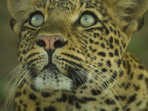 Imagen de El legado de la leoparda - 3